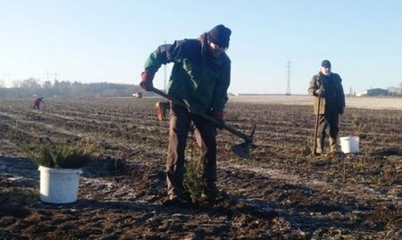 Celkem 53 tisíc sazenic mladých stromků vysadili lesníci v roce 2016 na bývalém poli sousedícím s Lítožnickými rybníky mezi Dubčí a Běchovicemi. Nový les ponese název Robotka.
