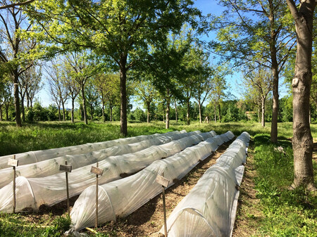 Pěstování rajčat v zástinu ořešáků na zemědělské usedlosti Terres de Roumassouze.