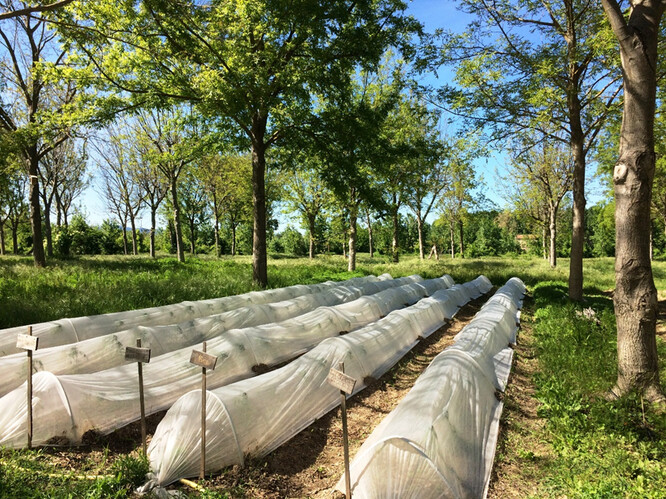 Pěstování rajčat v zástinu ořešáků na zemědělské usedlosti Terres de Roumassouze.