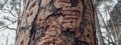 Foto: Národní park České Švýcarsko