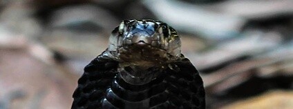 Foto: Angusticeps / Wikimedia Commons