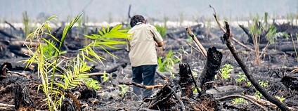 foto: Ardiles Rante / Greenpeace