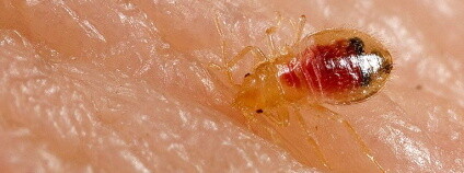 Nymfa štěnice domácí (Cimex lectularius) CDC/ Harvard University, Dr. Gary Alpert; Dr. Harold Harlan; Richard Pollack. Photo Credit: Piotr Naskrecki  Centers for Disease Control and Prevention