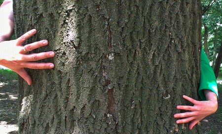 K obejmutí tohoto javoru nestačili ani dva lidé dohromady. Děkujeme Jiřímu D.