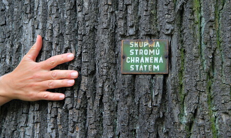 Objali jsme skupinu stromů chráněných státem. Děkujeme Miroslavu K.