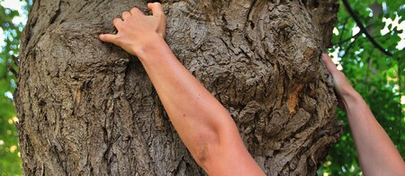 Akát trnitý na dvoře domu, kde sídlí redakce Ekolistu. Děkujeme Petru N.