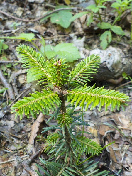 Lesy na území osmi obcí na Liberecku a na Jablonecku obohatí letos přes 13.000 jedlí.