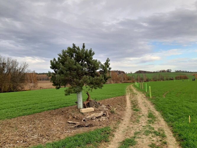 Obnova cesty K osamělé borovici. Ilustrační snímek.