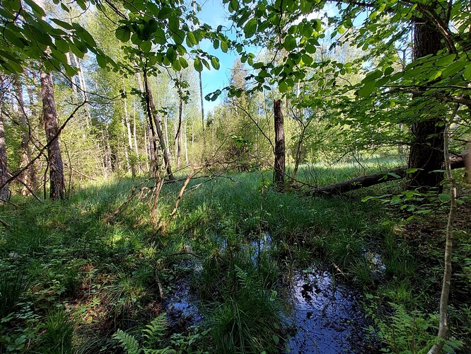 Obnovené lesní mokřady u Ludvických hor.