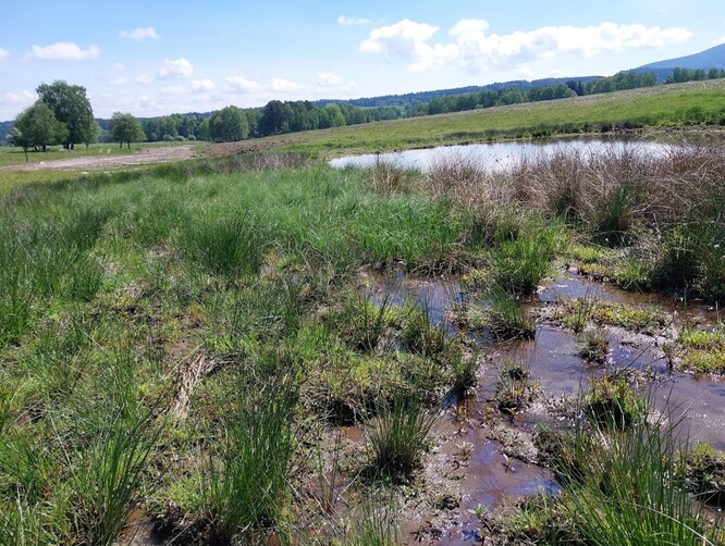 Obnovený mokřadní pás u Svinenského potoka.