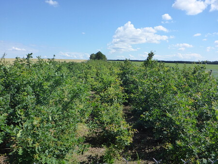 Na jižní Moravě jsou větrolamy (na obrázku) vysazené na 1200 hektarech. Nejvíce jich je v tradičních zemědělských oblastech, jako je Dyjsko-svratecký úval a Dolnomoravský úval, což jsou okresy Břeclav, Hodonín a Znojmo. Dřevinná skladba je poměrně pestrá.