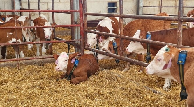 Senzor na obojku snímá některé ukazatele, jako je například přežvykování, doba žraní a pohyb.