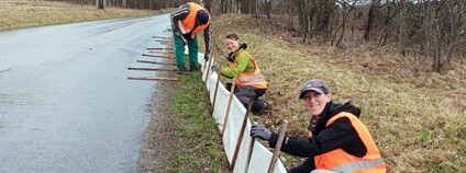 Dobrovolníci a spolky na Šumavě pomáhají zachraňovat obojživelníky Foto: Spolky Šumava domovem a ZO ČSOP Šumava