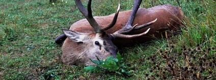 Zastřelený jelen Foto: Lesy ČR