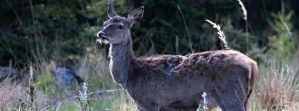 Foto: Jan Duda / Pro Silva Bohemica