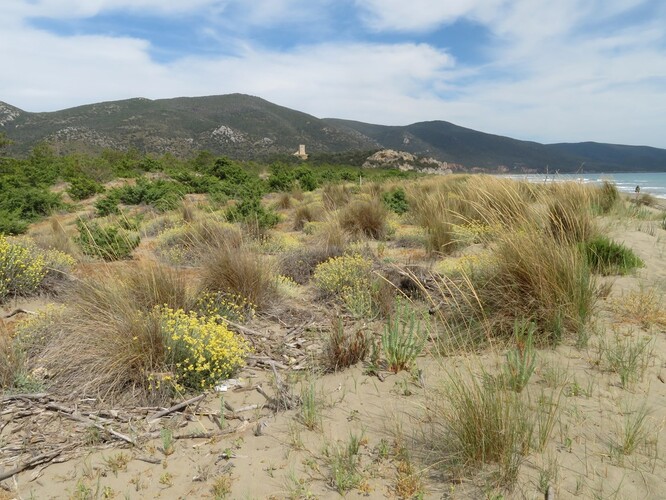 Pobřežní duny jsou biotopem, jehož flóra a vegetace se v čase nejvíce mění. Hlavním problémem je zde zejména šíření nepůvodních rostlinných druhů.