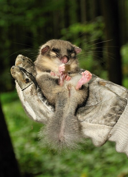 Za chladného počasí a nedostatku potravy plši upadají do denního stavu strnulosti, tzv. torporu.