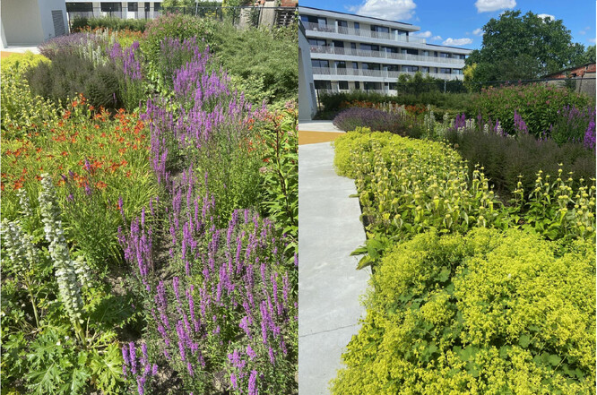 Obr. 11. Patchwork rostlin v dešťové zahradě na písčito-jílovité půdě.