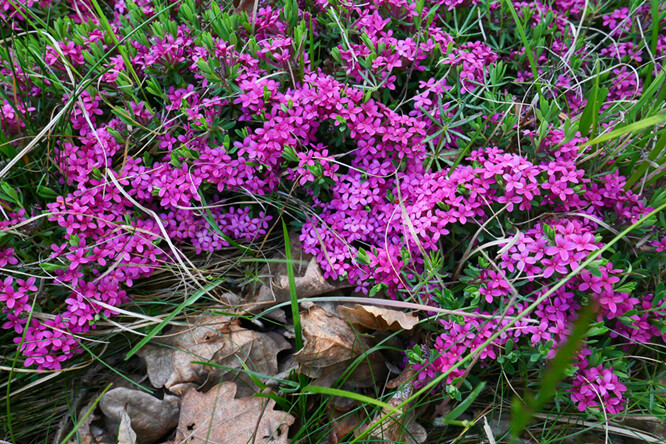Detail kvetoucího lýkovce vonného na lokalitě Voňavá (Hrotovice).