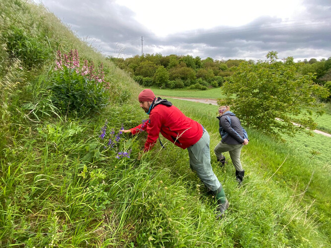 Monitoring a odběr vzorků lýkovce vonného na lokalitě Želetice (Adamce).