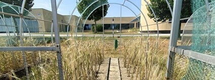 Divoká pšenice z Libanonu Foto: ÚEB AV ČR