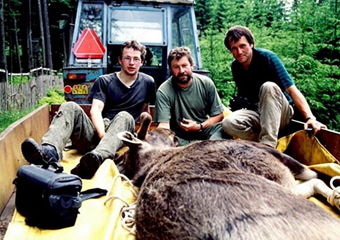 Odborný tým státní ochrany přírody při převozu losa přes D1 v červnu roku 2001.