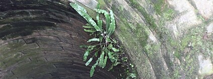 Kapradina jelení jazyk celolistý Foto: Deana Láníková Masarykova univerzita v Brně