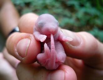 Mláďata plchů se rodí holá, slepá, s uzavřenými zvukovody a se srostlými prsty na končetinách.