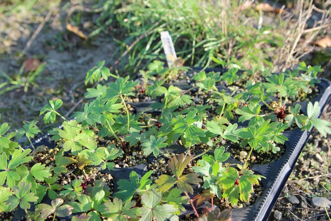 Jednoroční rostlinky konikleců otevřených