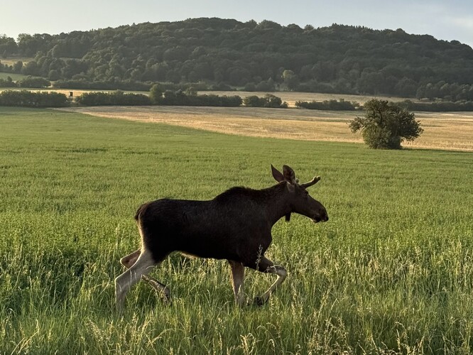 Pokud losa uvidíte, nepřibližujte se, nepronásledujte ho kvůli pořízení fotografie či selfie, může to být pro vás nebezpečné.  Ilustrační foto