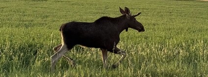 Mladý losí samec vyfocený 16. 7. 2025 u Javorníku. Foto: Kománkův mlýn / AOPK ČR