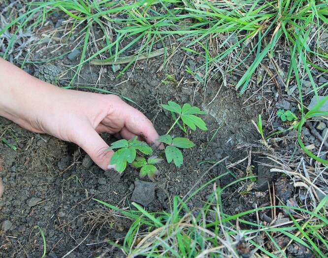 Pokud nepřijde příliš suché jaro, mohla by část vysázených rostlin vykvést již příští rok.