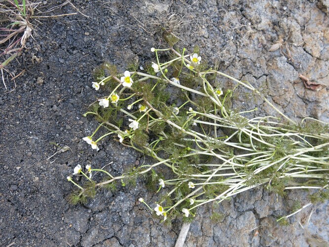 Nově objevený vzácný kříženec lakušníků z Kvasické pískovny, popsaný jako Ranunculus ×limnophilus.