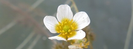 Detail květu Ranunculus ×limnophilus. Foto: Botanický ústav AV ČR, v. v. i.