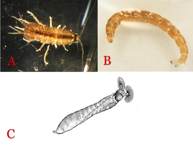 A (beruška vodní), B (larva pakomára), C (larva muchničky)