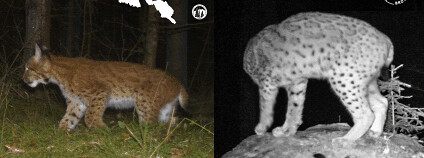 rys ostrovid Foto: AOPK