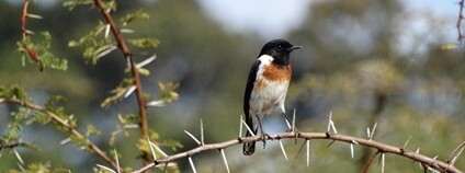 Bramborníček africký v Keni Foto: Peter Mikula AV ČR