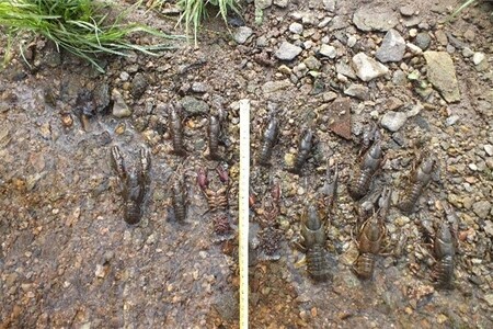 ZS Vilémov, a.s. dostal od ČIŽP pokutu 1 700 000 Kč za úhyn nejméně 8475 kriticky ohrožených raků říčních v řece Doubravce.