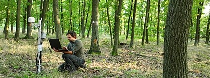 Výzkumná infrastruktura sítě DendroNetwork Foto: AV ČR