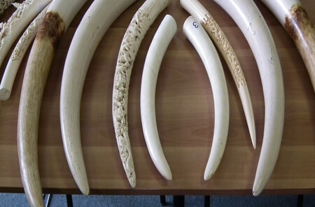 Specializované vyšetřovací skupiny, nová záchranná centra i důkladnější vzdělání lidí ve vyšetřování navrhuje Akční plán pro potírání nelegálního obchodu s ohroženými druhy živočichů a rostlin do roku 2023. / Ilustrační foto