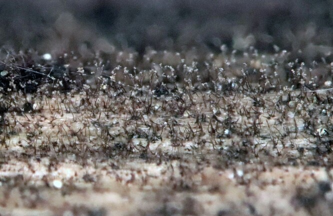 Pleurophragmium parvisporum tvoří na povrchu dřeva tmavé, okem viditelné kolonie, složené ze vzpřímených vláken (tzv. konidioforů) nesoucích výtrusy.