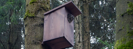 Foto: archiv Lesů ČR