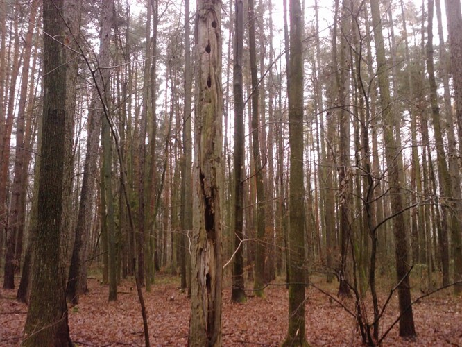 Strakapoudem malým, sýkorou lužní a červenkou obývaný schnoucí doubek je využíván také hmyzem.