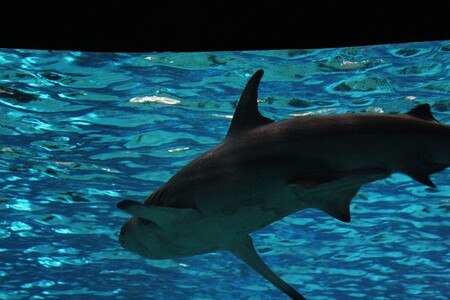 AquaRio nabídne zpočátku 3000 ryb, včetně čtyř desítek žraloků. Ilustrační obrázek