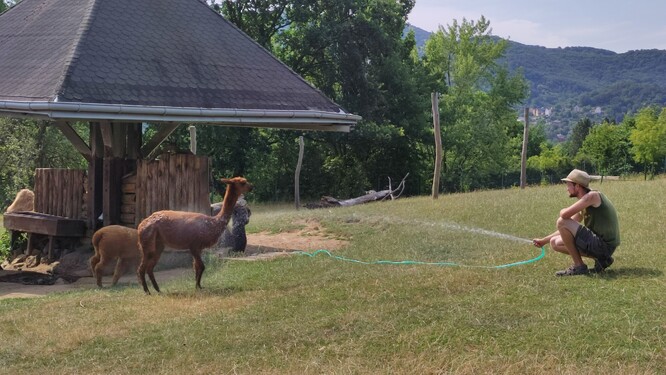 Ochlazování zvířat v Zoo Ústí nad Labem.