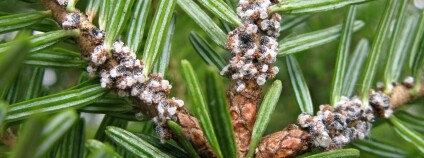 Foto:  Lesní ochranná služba VÚLHM