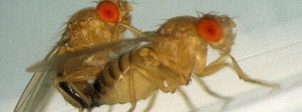 Foto: Image Editor / Flickr