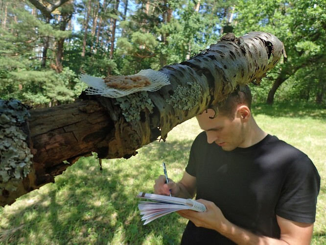 Odchyt mravenců na studijních plochách.