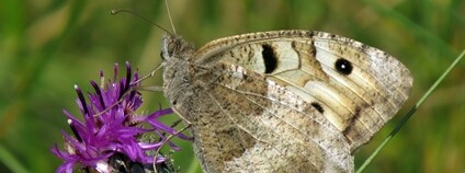 Okáč skalní Foto: Václav John AOPK ČR