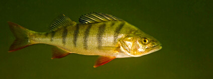 foto: Bent Christensen / Eurekalert